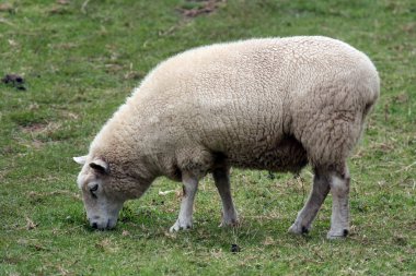 beyaz koyun - bir tree hill - Swansea, Yeni Zelanda