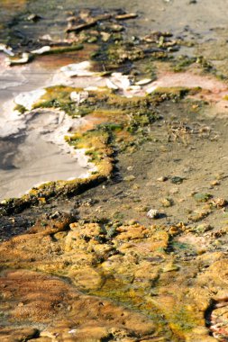 kabarcıklanma kaplıca - south Island, Yeni Zelanda