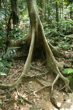 mariyudo şelale trek, Iriomote Adası, okinawa, japan