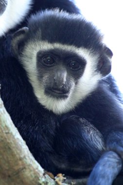 siyah ve beyaz colobus - uganda, Afrika