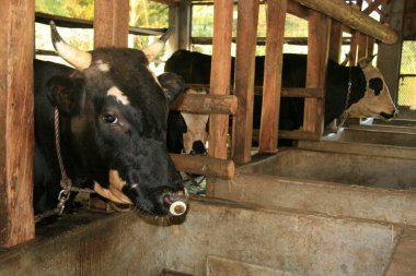 mücadele boğa - yonaguni Adası, okinawa, japan