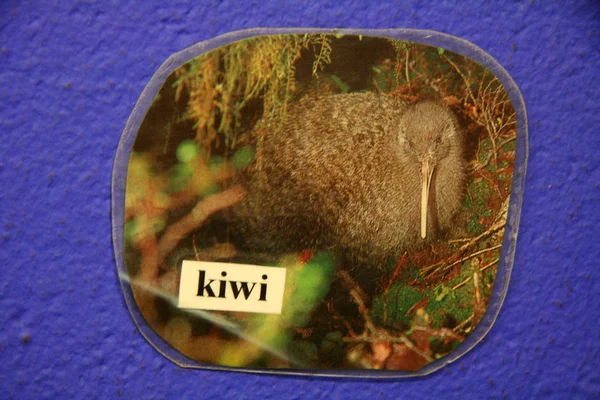 Kiwi, Nova Zelândia — Fotografia de Stock