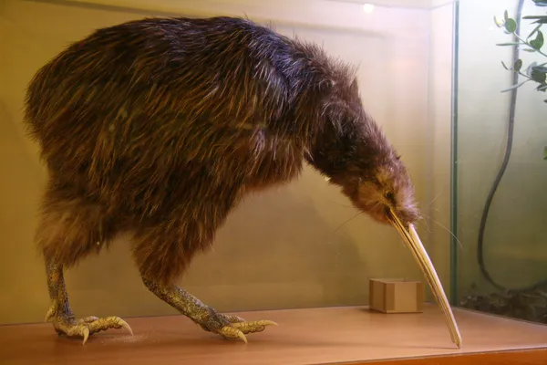 Kiwi Bird, Nova Zelândia — Fotografia de Stock