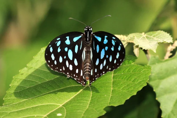 Schmetterling - bigodi feuchtgebiete - uganda, afrika — Stockfoto