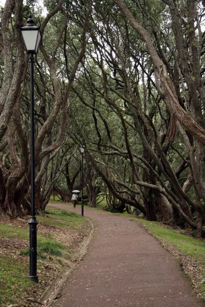 A tartomány, Auckland, Új-Zéland — Stock Fotó