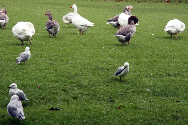 Goose - The Domain, Auckland, New Zealand — Stock Photo, Image