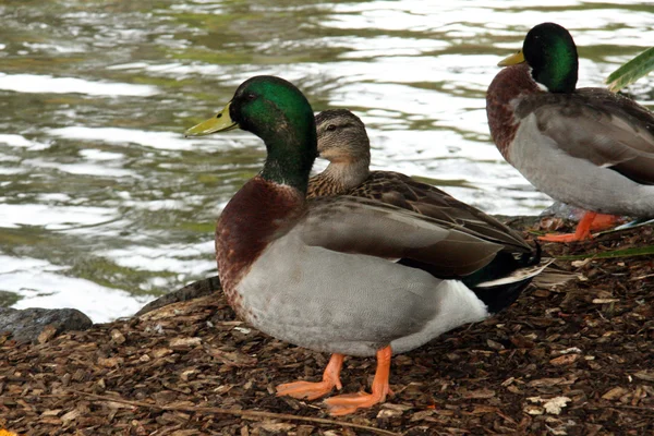 Duck - The Domain, Auckland, Новая Зеландия — стоковое фото