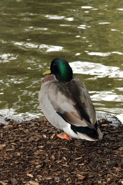 Duck - het domein, auckland, Nieuw-Zeeland — Stockfoto