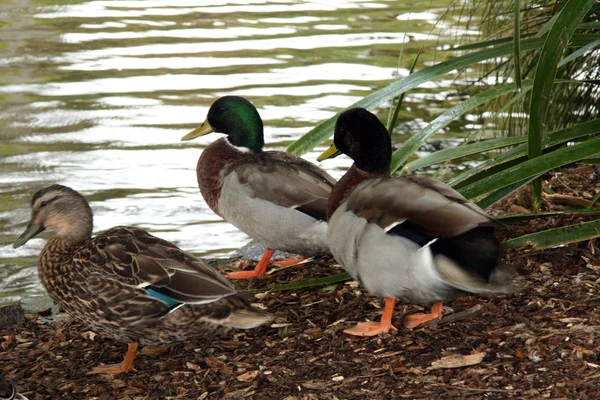 Duck - die domäne, auckland, neuseeland — Stockfoto