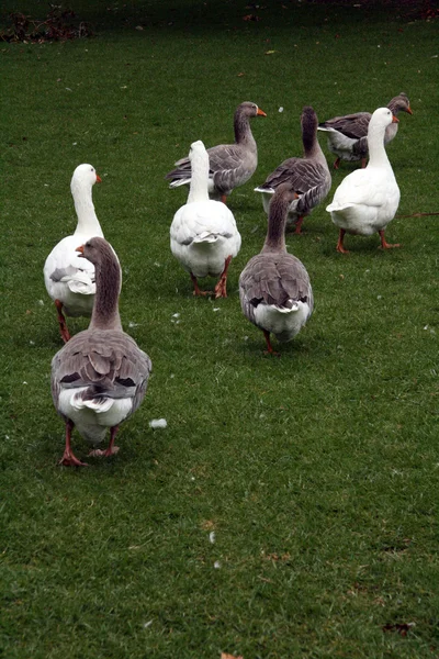 Goose - The Domain, Auckland, Новая Зеландия — стоковое фото