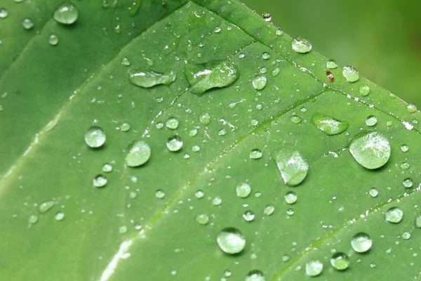 Fresh Leaf - Bigodi Swamps - Uganda — Stock Photo, Image