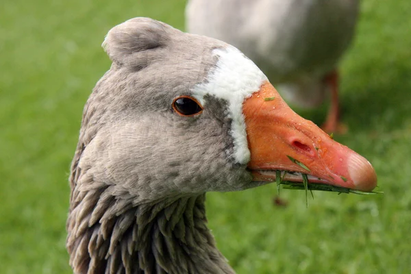 Goose - The Domain, Auckland, New Zealand — Stock Photo, Image