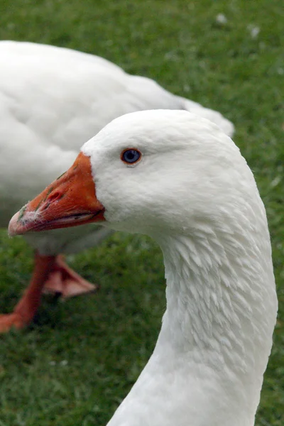 Goose - The Domain, Auckland, New Zealand — Stock Photo, Image