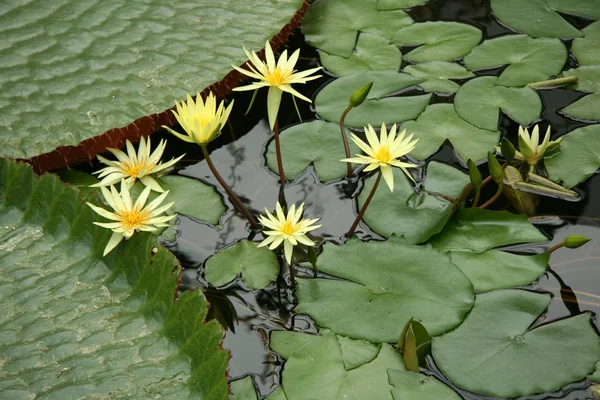 Winter Garden - The Domain, Auckland, New Zealand — Stock Photo, Image