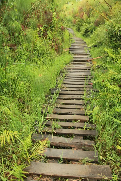 Bigodi kärr - uganda — Stockfoto