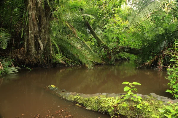 ジャングル - bigodi 沼 - ウガンダ — ストック写真