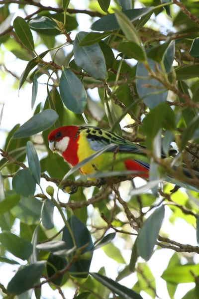 Aves tropicales en el árbol - Aukland, Nueva Zelanda — Foto de Stock