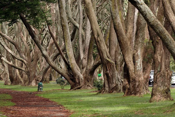 Корнуоллі парку - Aukland, Нова Зеландія — стокове фото