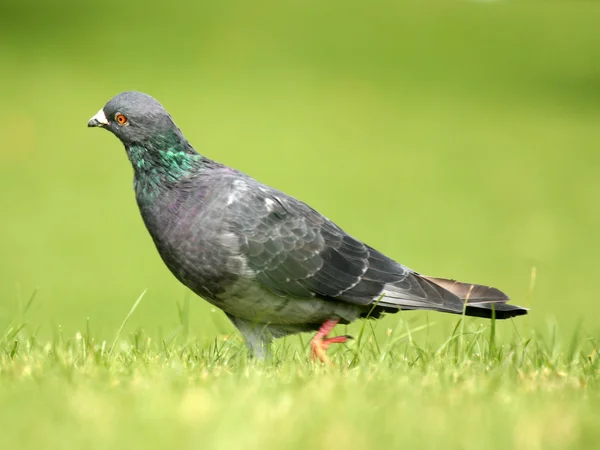 Pigeon - Aukland, New Zealand — Stock Photo, Image