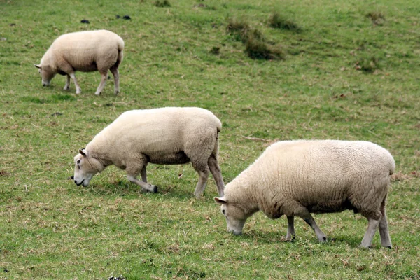 beyaz koyun - bir tree hill - Swansea, Yeni Zelanda