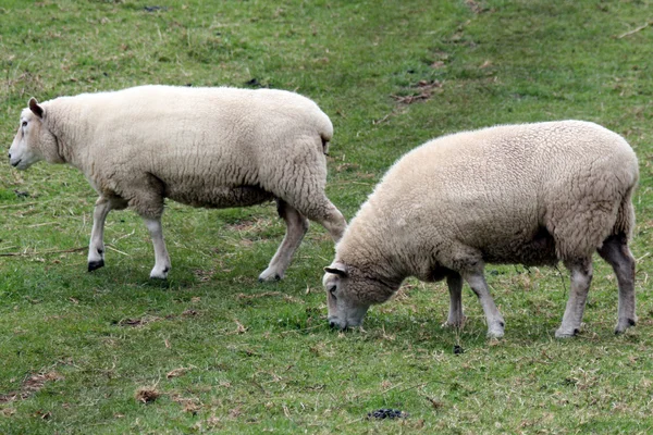 Weiße Schafe - ein Baumhügel - Aukland, Neuseeland — Stockfoto