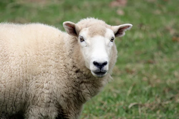 Witte schapen - een boom hill - aukland, Nieuw-Zeeland — Stockfoto