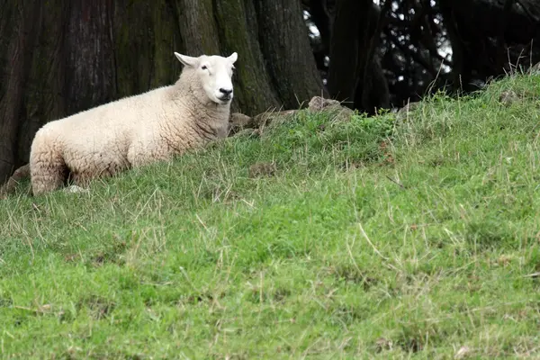 Białe owce - jedno drzewo wzgórze - aukland, Nowa Zelandia — Zdjęcie stockowe