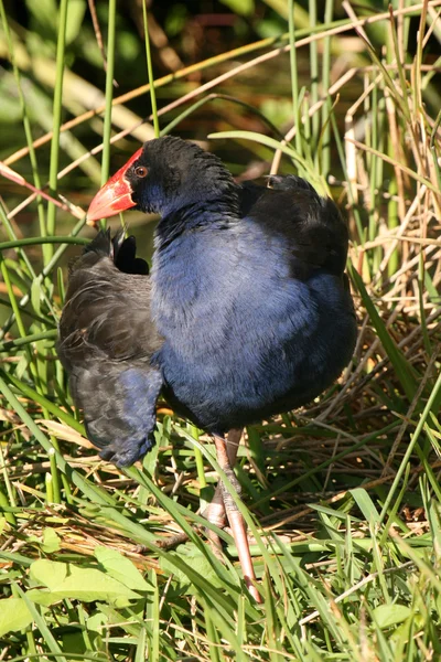 Dziki ptak - Wyspa Południowa, Nowa Zelandia — Zdjęcie stockowe