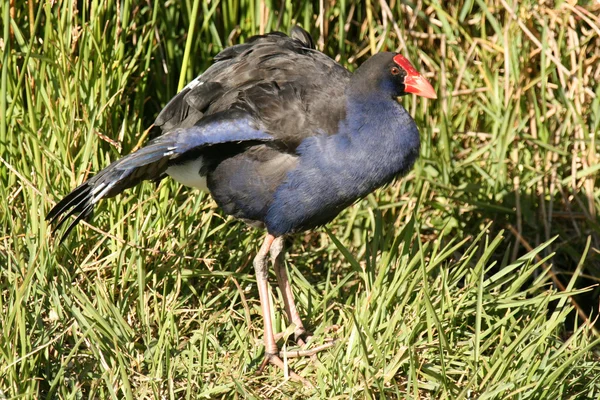 Wild Bird - Isla Sur, Nueva Zelanda — Foto de Stock