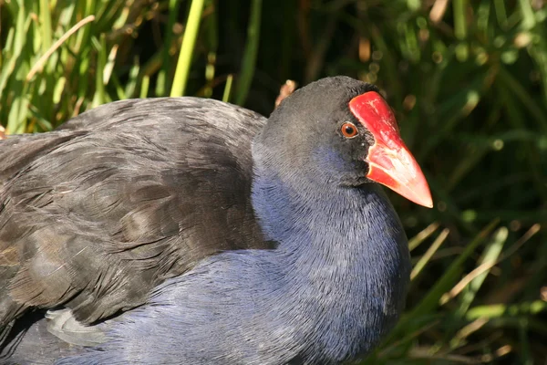 Άγριο πτηνό - Νότιο νησί, Νέα Ζηλανδία — Φωτογραφία Αρχείου