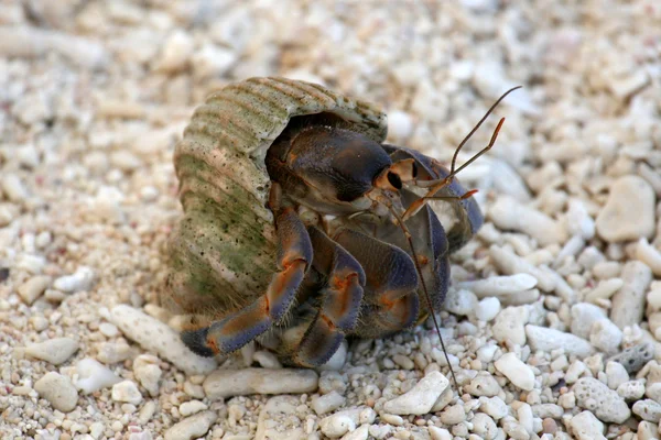 Crabe ermite - île Nagannu, Okinawa, Japon — Photo