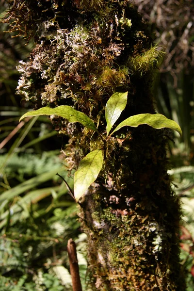 Foliage -Tongariro National Park, New Zealand — Stock Photo, Image