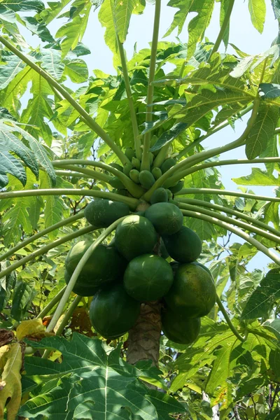 Árbol de coco - Isla Iriomote Jima, Okinawa, Japón —  Fotos de Stock