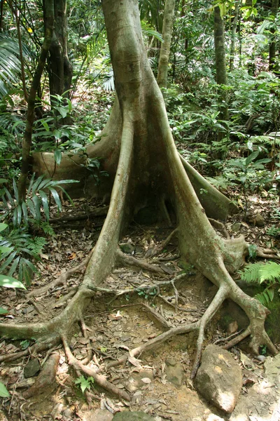 Mariyudo Air Terjun Trek, Pulau Iriomote, Okinawa, Jepang — Stok Foto