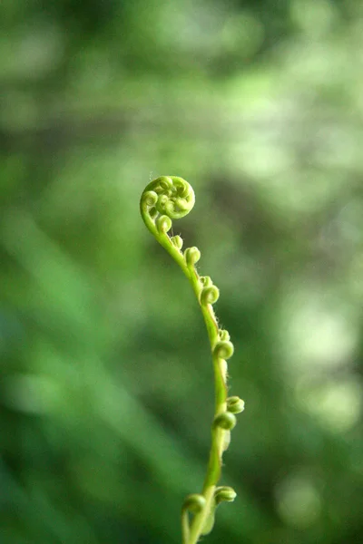 Páfrány ág, Iriomote-szigeti sziget, Okinava, Japán — Stock Fotó