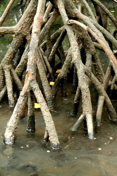 Rio Urauchi, Ilha Iriomote, Okinawa, Japão — Fotografia de Stock