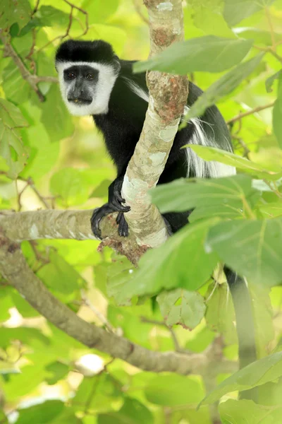 Siyah ve beyaz colobus - uganda, Afrika — Stok fotoğraf