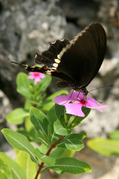 Schwarzer Schmetterling - taketomi island, okinawa, japan — Stockfoto