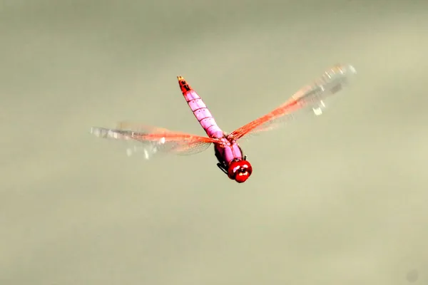 Libélula - Uganda, África — Fotografia de Stock