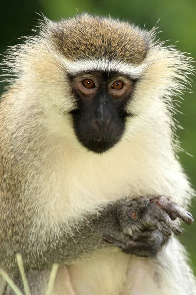 Vervet Monkey - Uganda, África — Fotografia de Stock