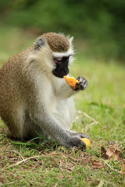 Vervet aap - Oeganda, Afrika — Stockfoto