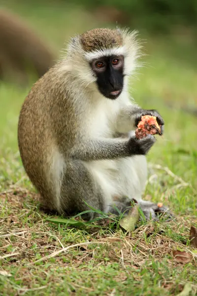 Vervet aap - Oeganda, Afrika — Stockfoto