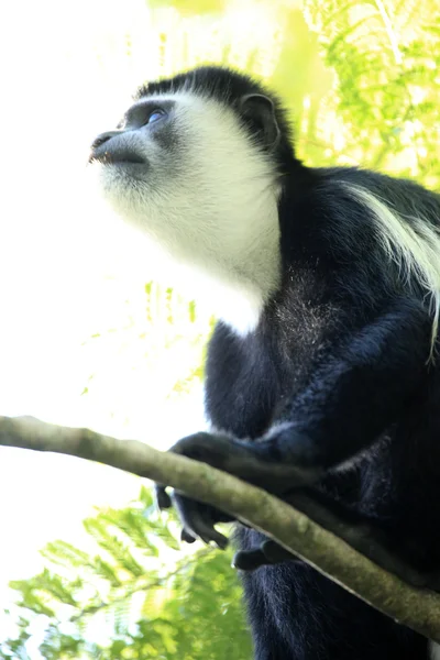 Colobus in bianco e nero - Uganda, Africa — Foto Stock