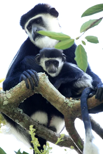 黑白疣猴-乌干达、 非洲 — 图库照片