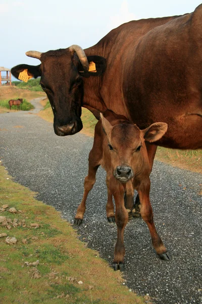 Kráva - matka a dítě — Stock fotografie