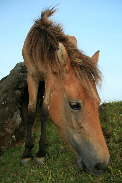 Paard - yonaguni eiland, okinawa, japan — Stockfoto