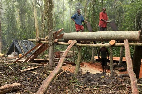 Logging - vzdálené západní Ugandě — Stock fotografie