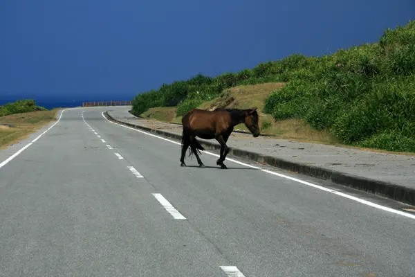 Paarden op weg - yonaguni eiland — Stockfoto