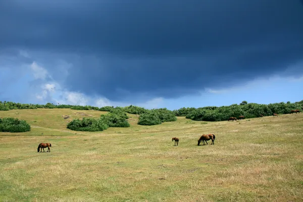 Champ des Chevaux — Photo