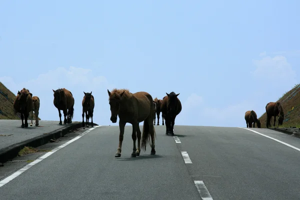 Horses on Road - Yonaguni Island — Stock Photo, Image